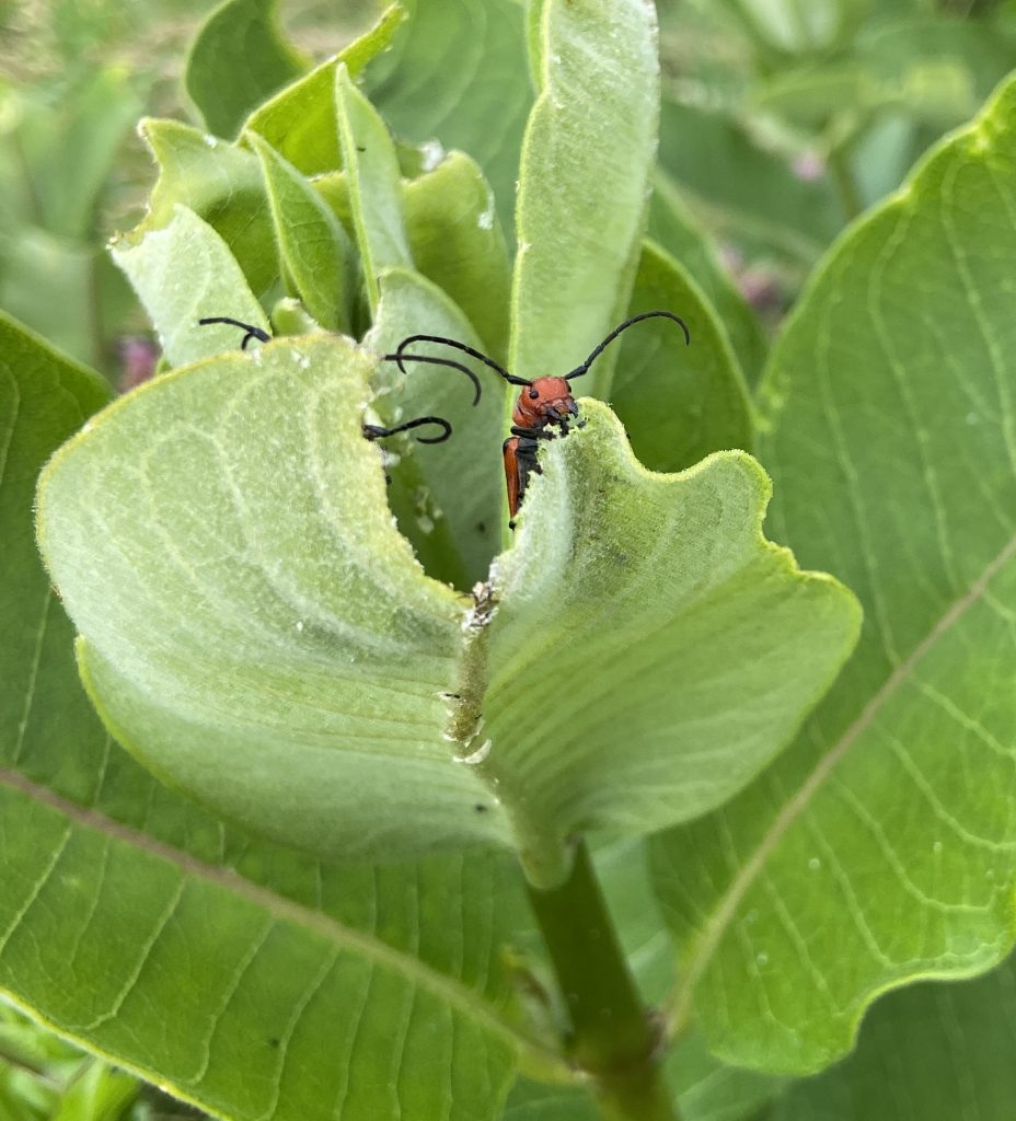 Orange bug chomping on a green leaf.