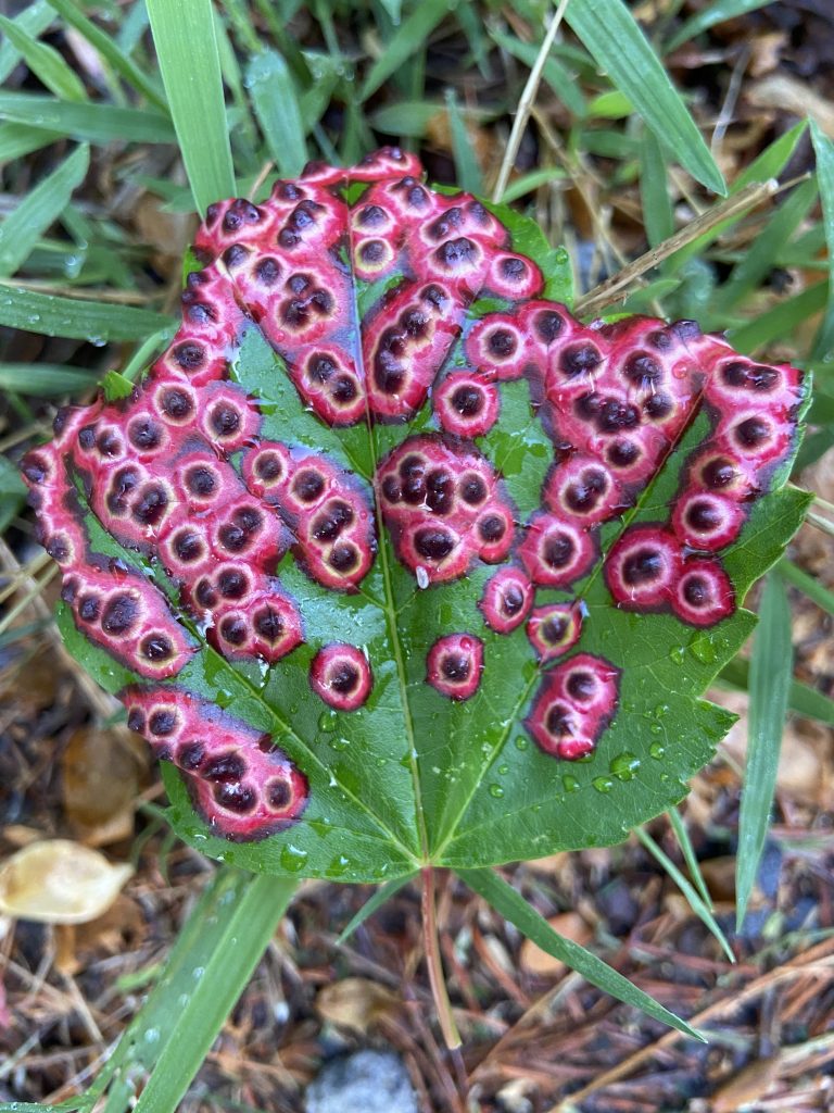 This image has an empty alt attribute; its file name is IMG_5705-2-768x1024.jpeg